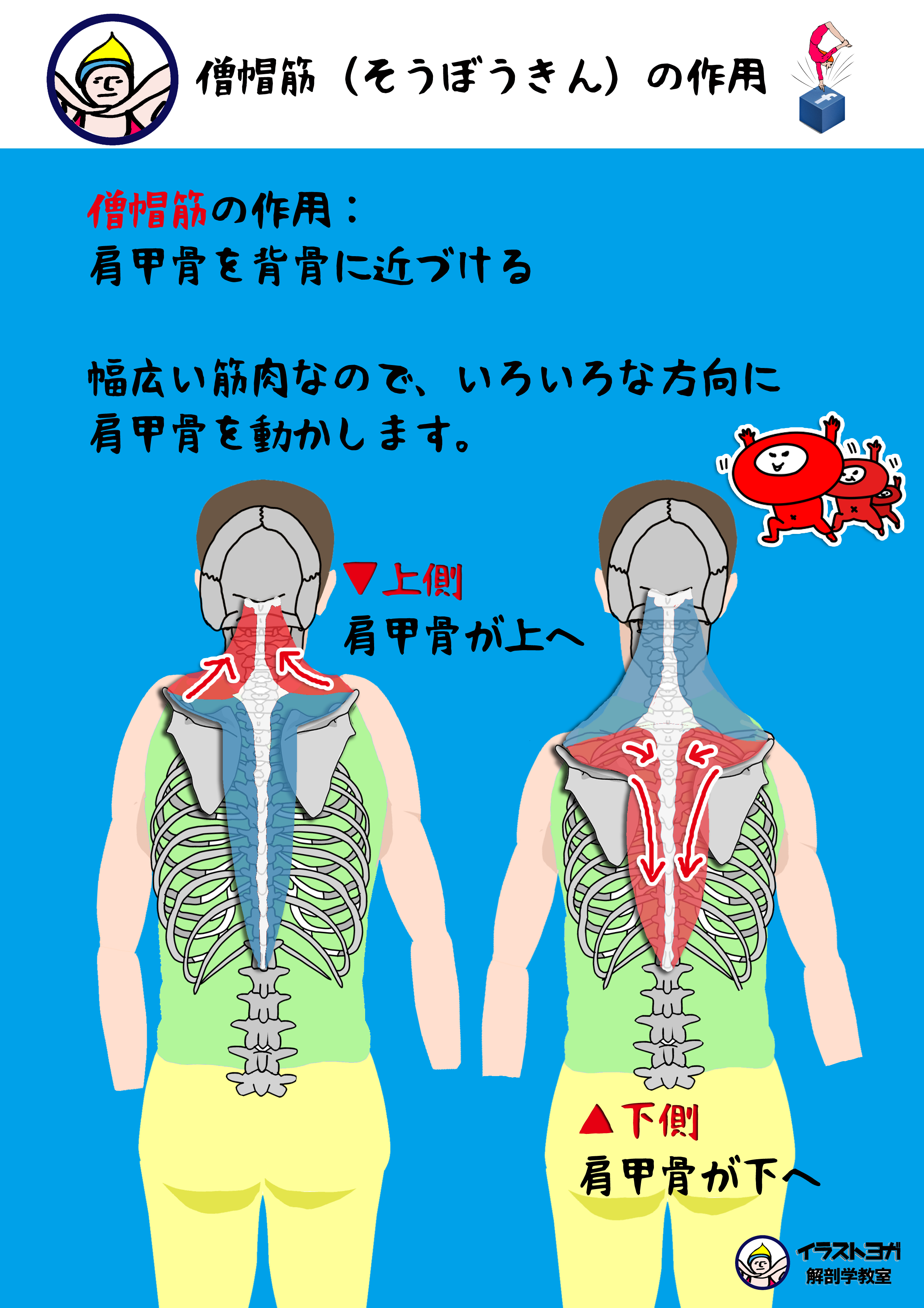 僧帽筋（ないふくしゃきん）まとめ｜ヨガ解剖学