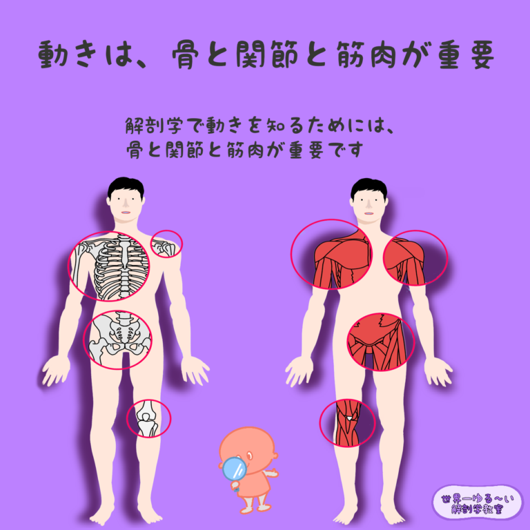 ANATOMY-YOGAリアル解剖学教室 | » 骨と関節と筋肉を知れば、動きのしくみが分かる