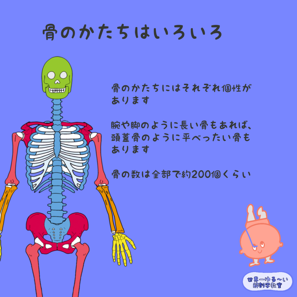 骨のかたちはいろいろあるよ Anatomy Yogaリアル解剖学教室