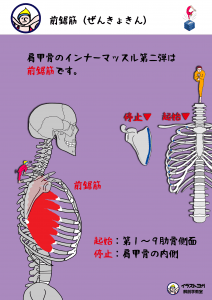 前鋸筋｜ヨガ解剖学