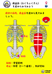 腹直筋｜ヨガ解剖学