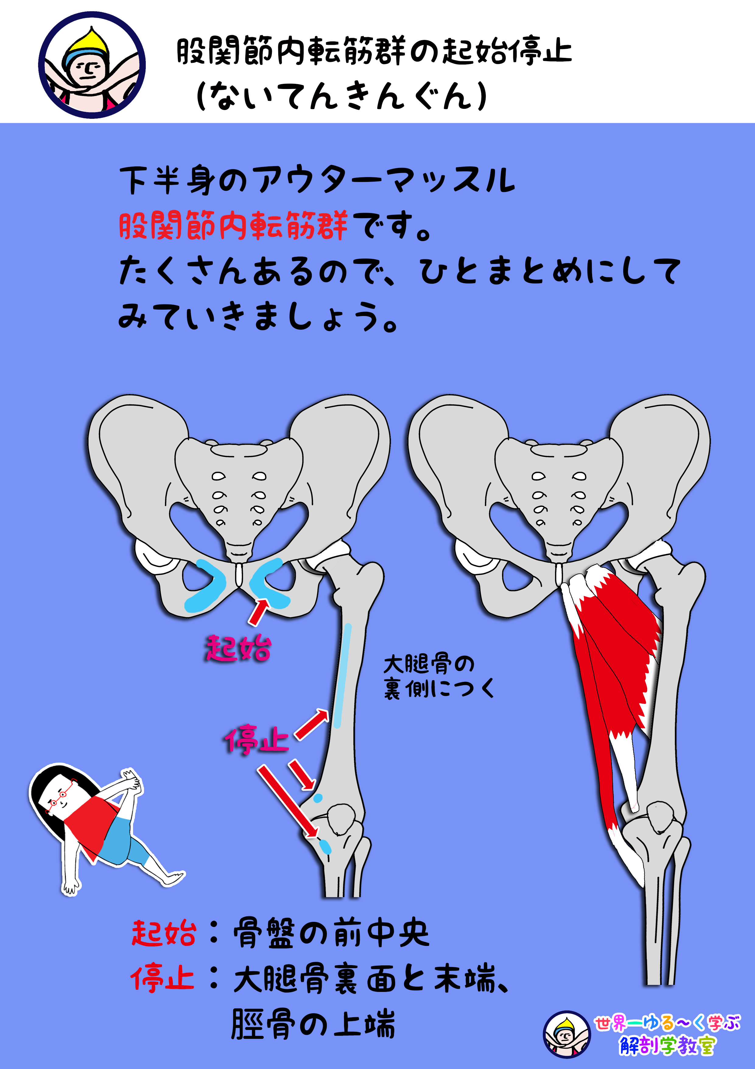 股関節内転筋群 こかんせつないてんきんぐん まとめ Anatomy Yogaリアル解剖学教室