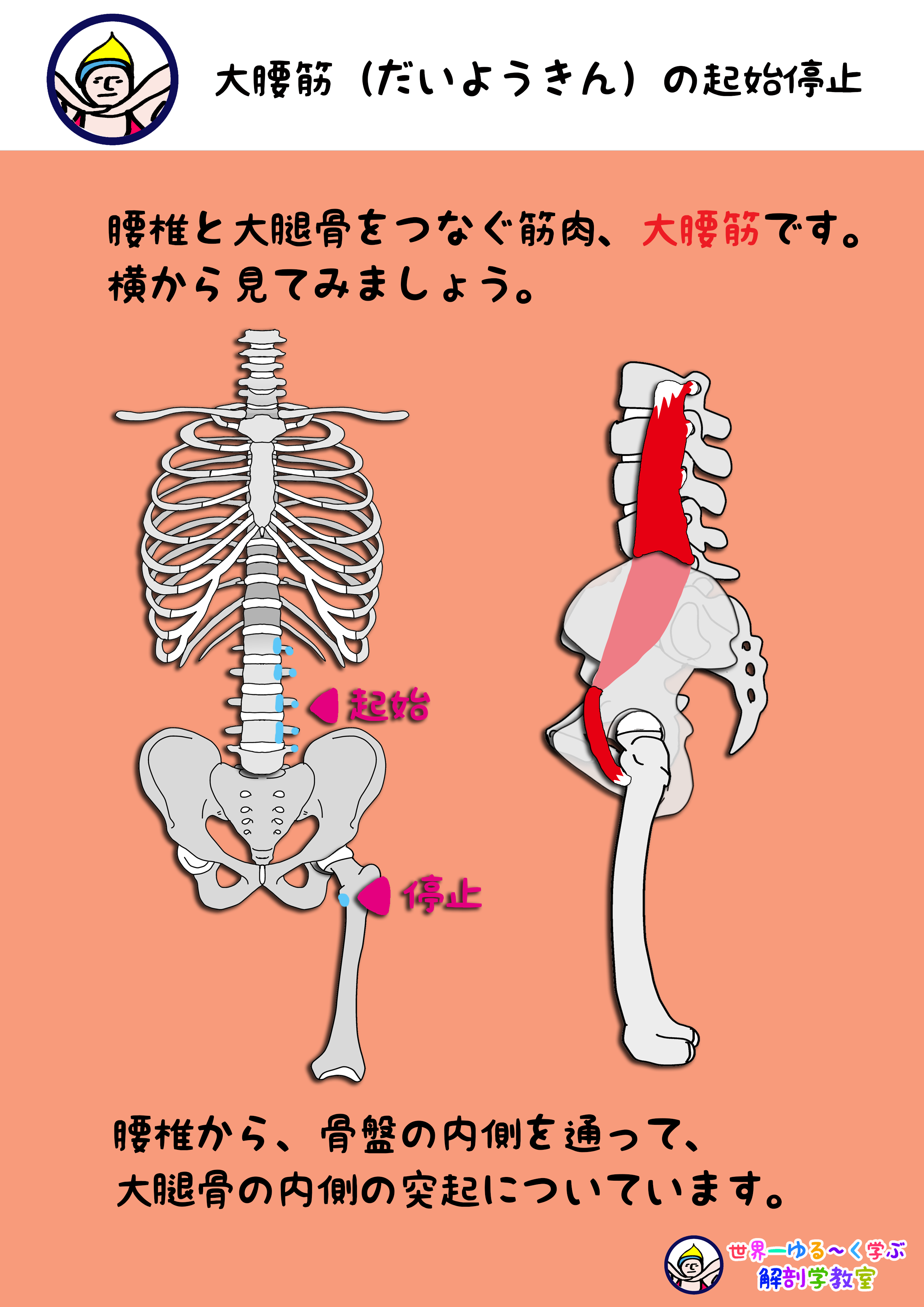 大腰筋 だいようきん を横からみてみよう Anatomy Yogaリアル解剖学教室