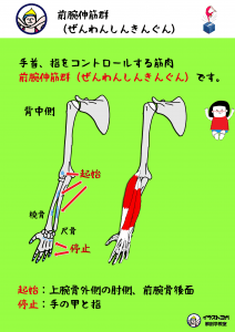 前腕伸筋群 ヨガ解剖学