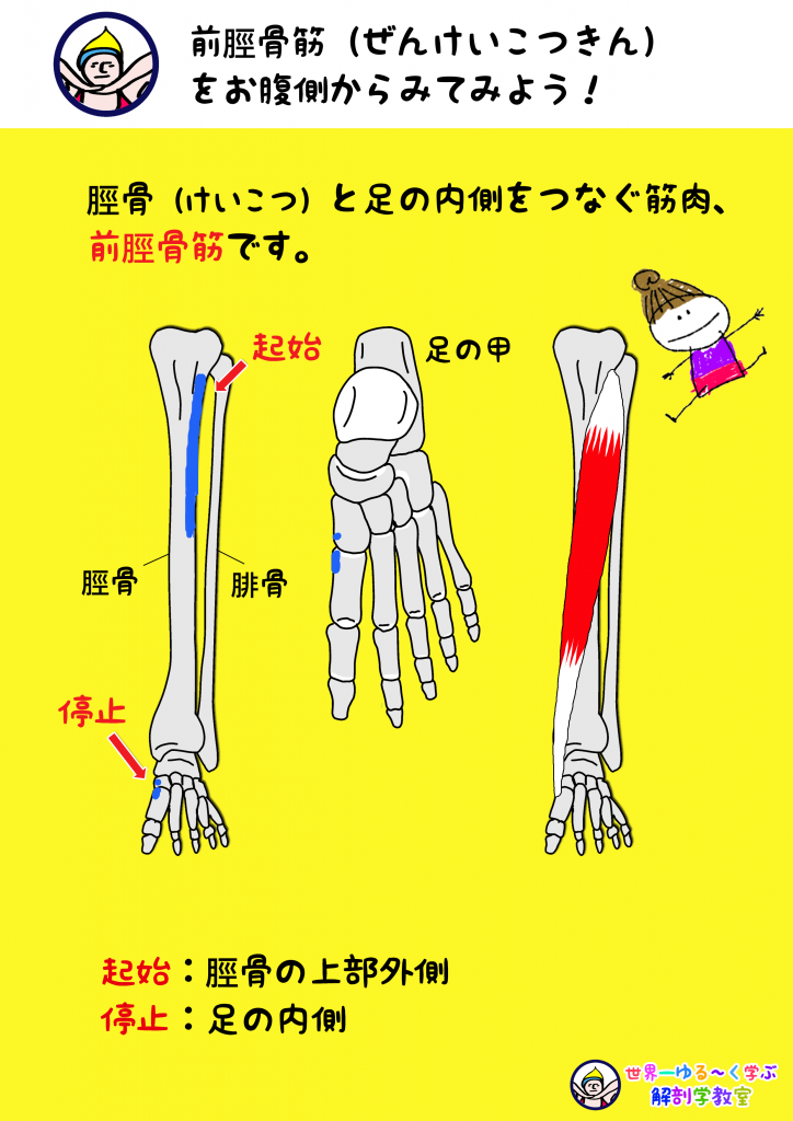 前脛骨筋 ぜんけいこつきん を救う旅 あなたとわたしの音かなであう 天の川 より