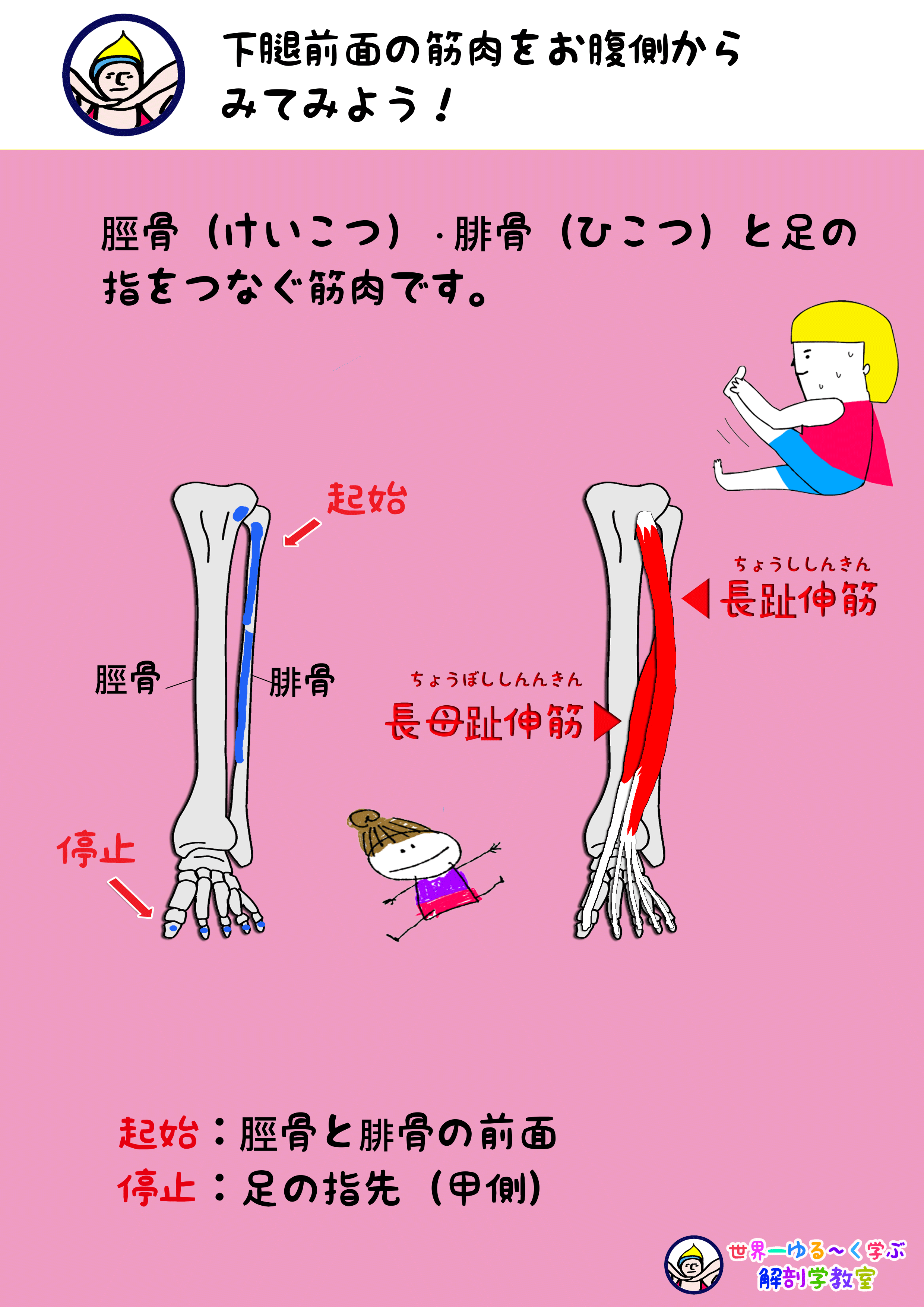 長趾伸筋 ちょうししんきん と長母趾伸筋 ちょうぼししんきん の