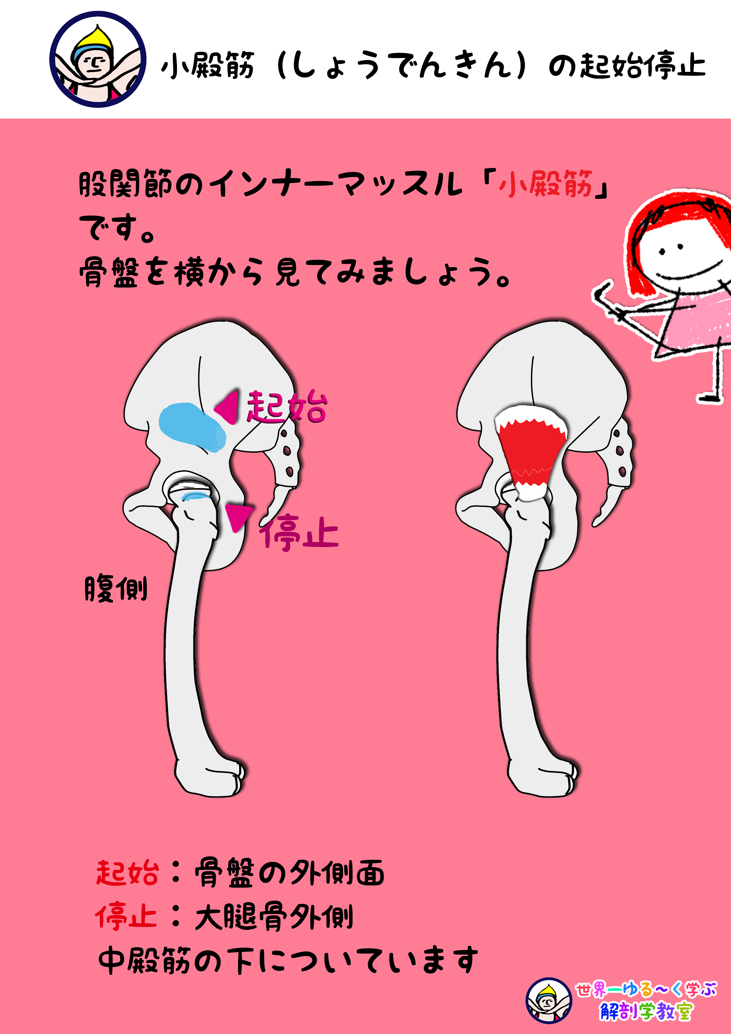 小殿筋 しょうでんきん の起始停止を横からみてみよう Anatomy Yogaリアル解剖学教室