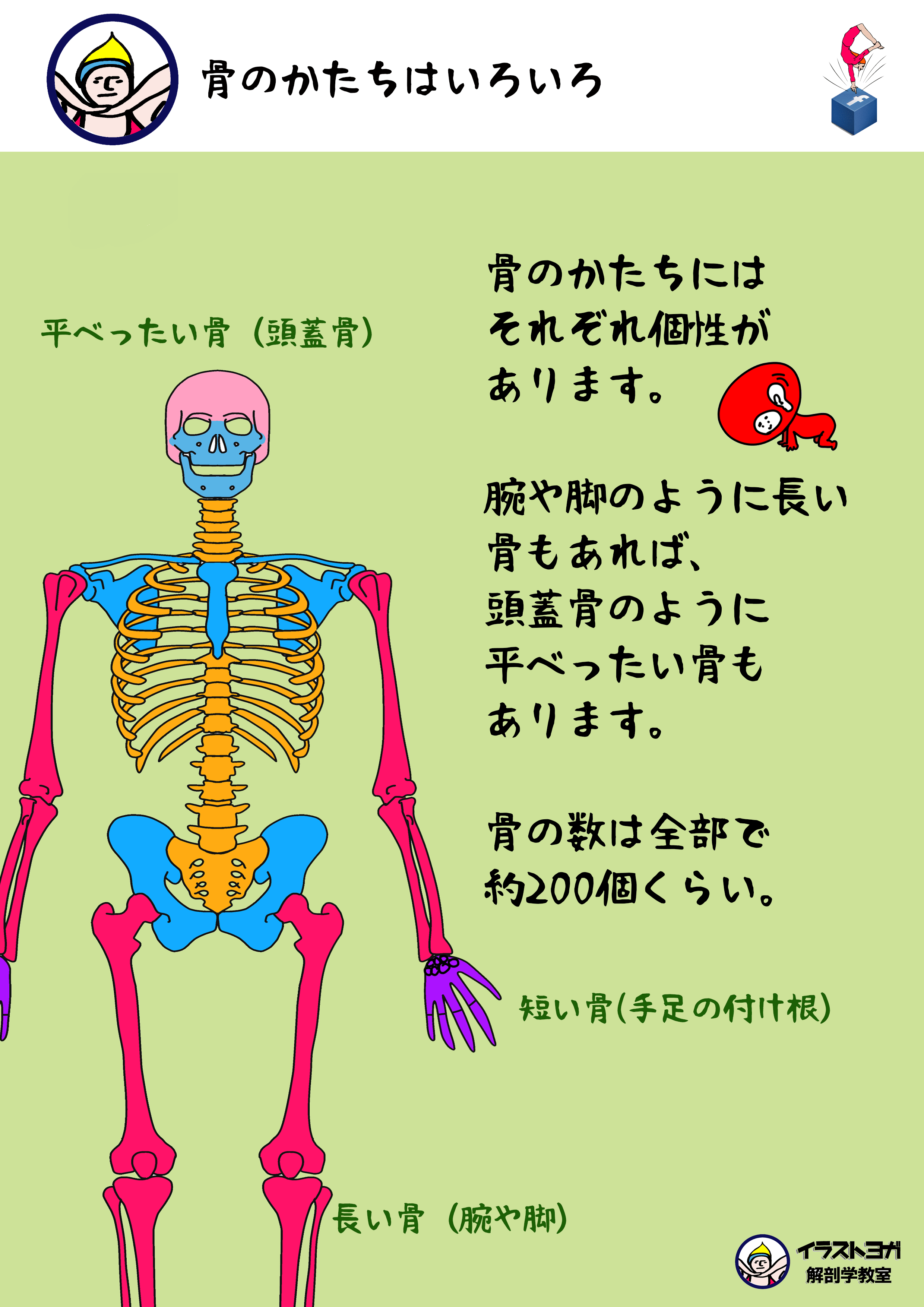 美しい花の画像 これまでで最高の骨 イラスト リアル