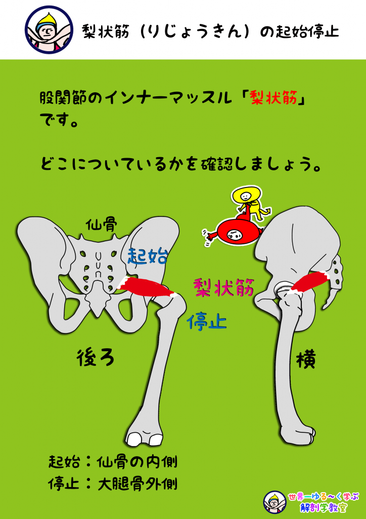 梨状筋 りじょうきん をみてみよう Anatomy Yogaリアル解剖学教室