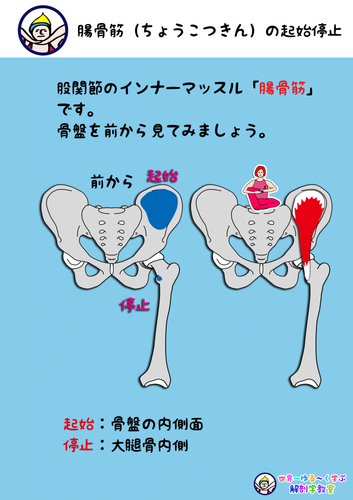 腸骨筋 ちょうこつきん のまとめ Anatomy Yogaリアル解剖学教室