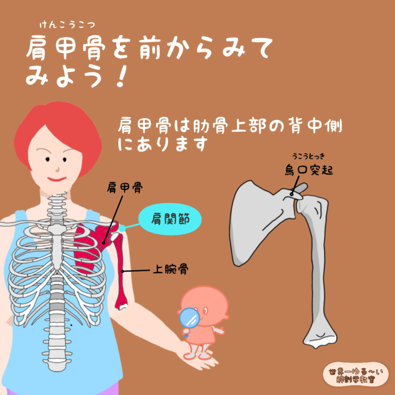 Anatomy Yogaリアル解剖学教室 肩甲下筋（けんこうかきん）のまとめ