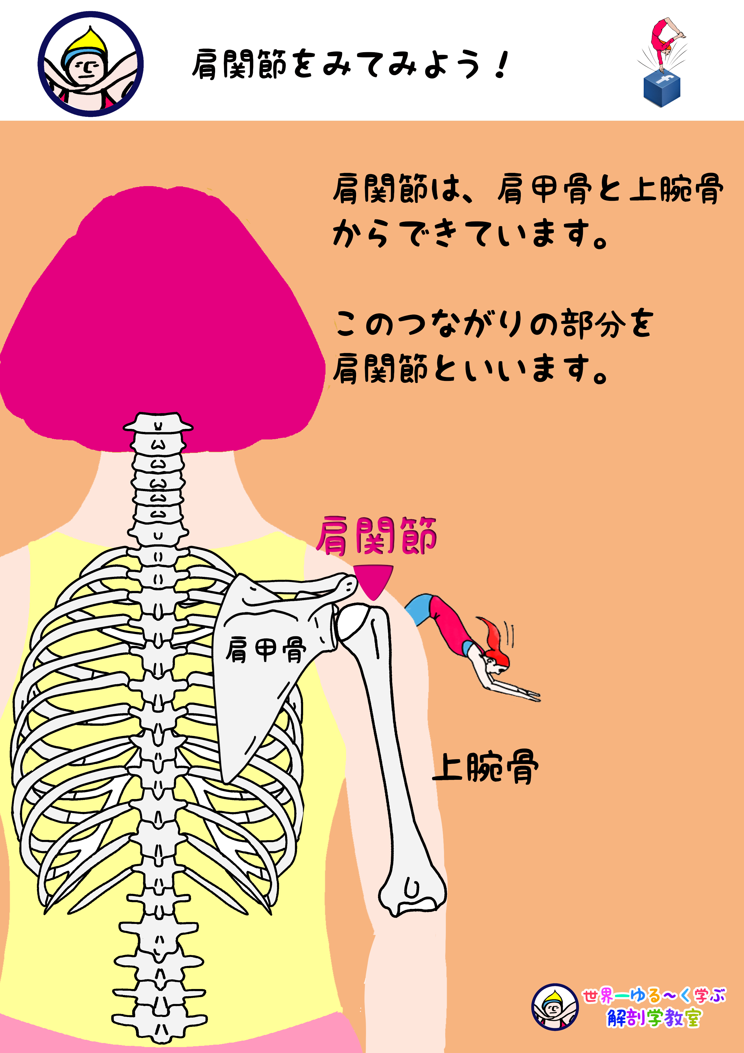 棘上筋 きょくじょうきん のまとめ Anatomy Yogaリアル解剖学教室