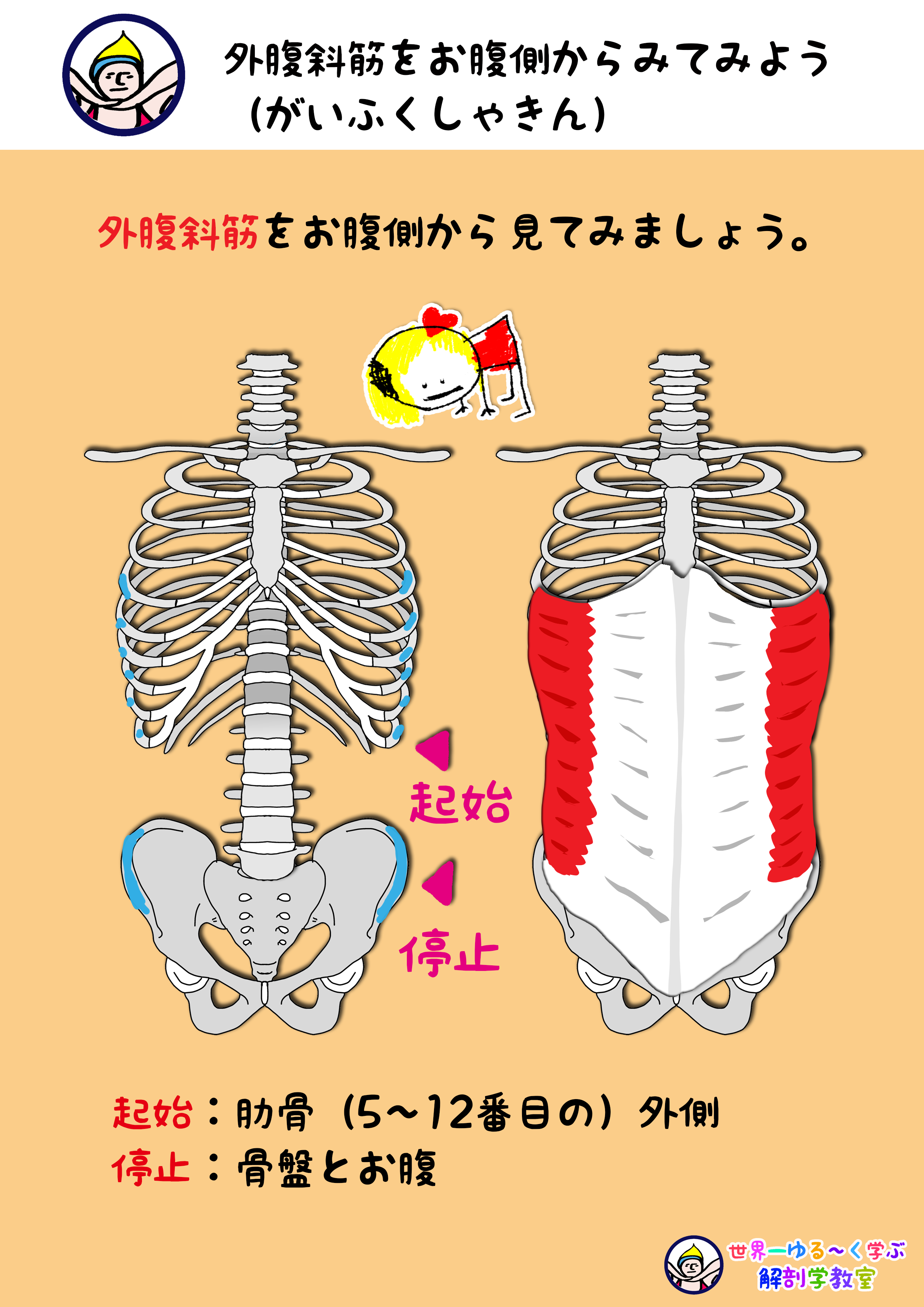 外腹斜筋 がいふくしゃきん の起始停止をお腹側からみてみよう Anatomy Yogaリアル解剖学教室