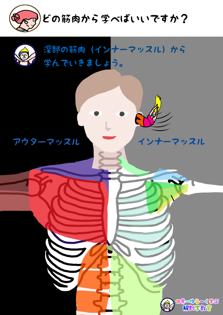 世界一ゆる く学ぶ 解剖学 イラスト リアル解剖学教室 Anatomy Yogaリアル解剖学教室