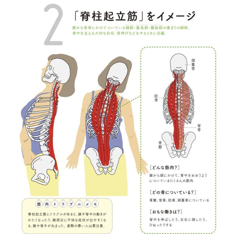 脊柱起立筋（せきちゅうきりつきん）のコンディショニング ANATOMYYOGAリアル解剖学教室