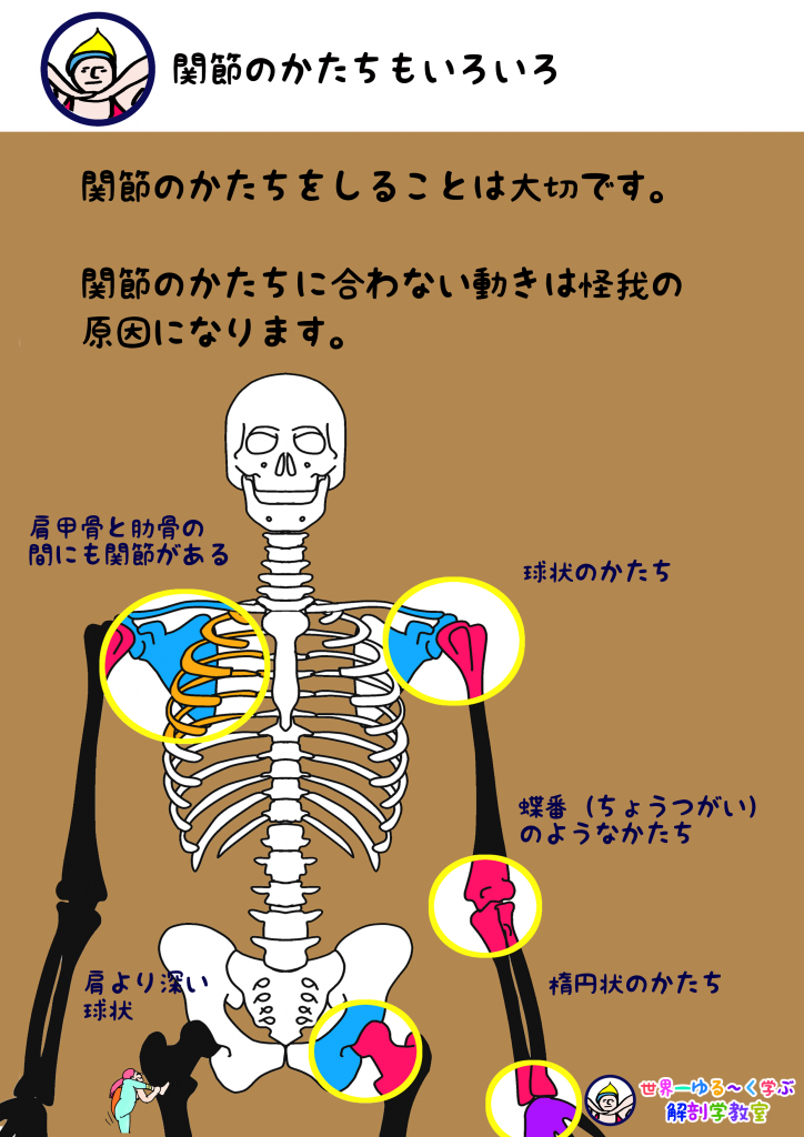 世界一ゆる く学ぶ 解剖学 イラスト リアル解剖学教室 Anatomy Yogaリアル解剖学教室