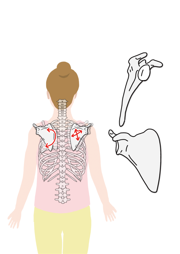 肩甲胸郭関節 けんこうきょうかくかんせつ をみてみよう Anatomy Yogaリアル解剖学教室