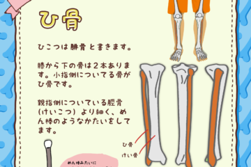 脛骨 けいこつ をみてみよう Anatomy Yogaリアル解剖学教室