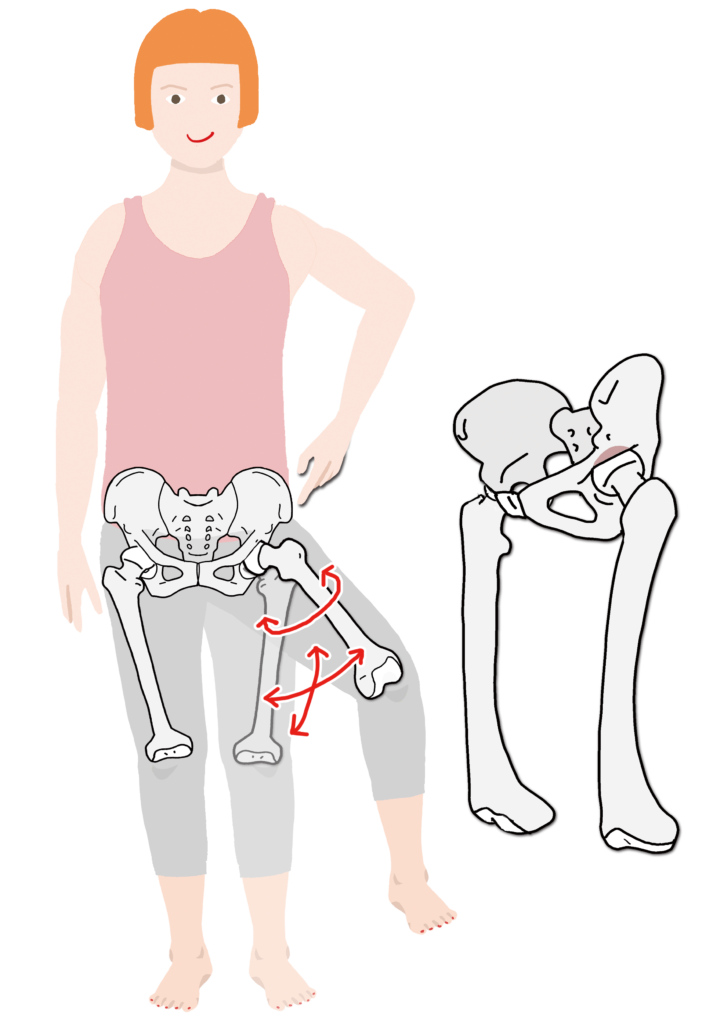 股関節を動かす筋肉 お腹側 大腰筋 腸骨筋 股関節内転筋群 Anatomy Yogaリアル解剖学教室