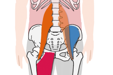 股関節を動かす筋肉 お腹側 大腰筋 腸骨筋 股関節内転筋群 Anatomy Yogaリアル解剖学教室