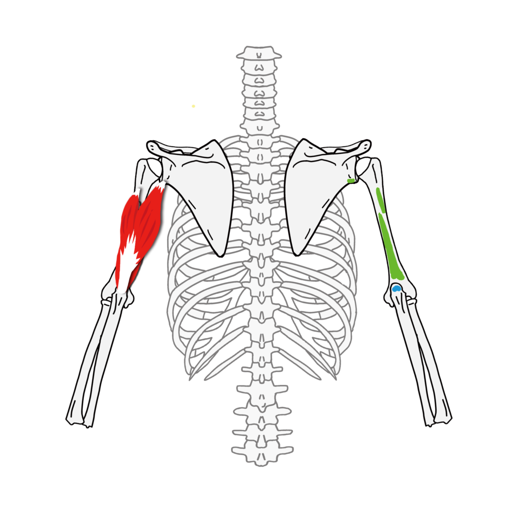 腕と肘を動かす筋肉 上腕二頭筋 上腕三頭筋 前腕屈筋群 前腕伸筋群 Anatomy Yogaリアル解剖学教室