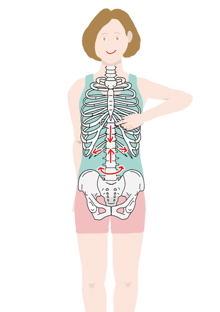 おなかと骨盤を動かす筋肉 腹直筋 腹横筋 内腹斜筋 外腹斜筋 腰方形筋 Anatomy Yogaリアル解剖学教室