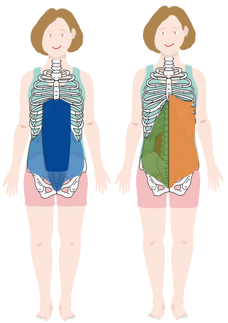 腹横筋 Anatomy Yogaリアル解剖学教室