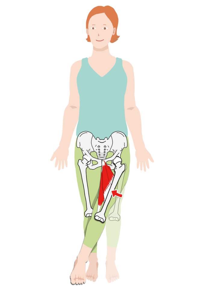 股関節を動かす筋肉 お腹側 大腰筋 腸骨筋 股関節内転筋群 Anatomy Yogaリアル解剖学教室