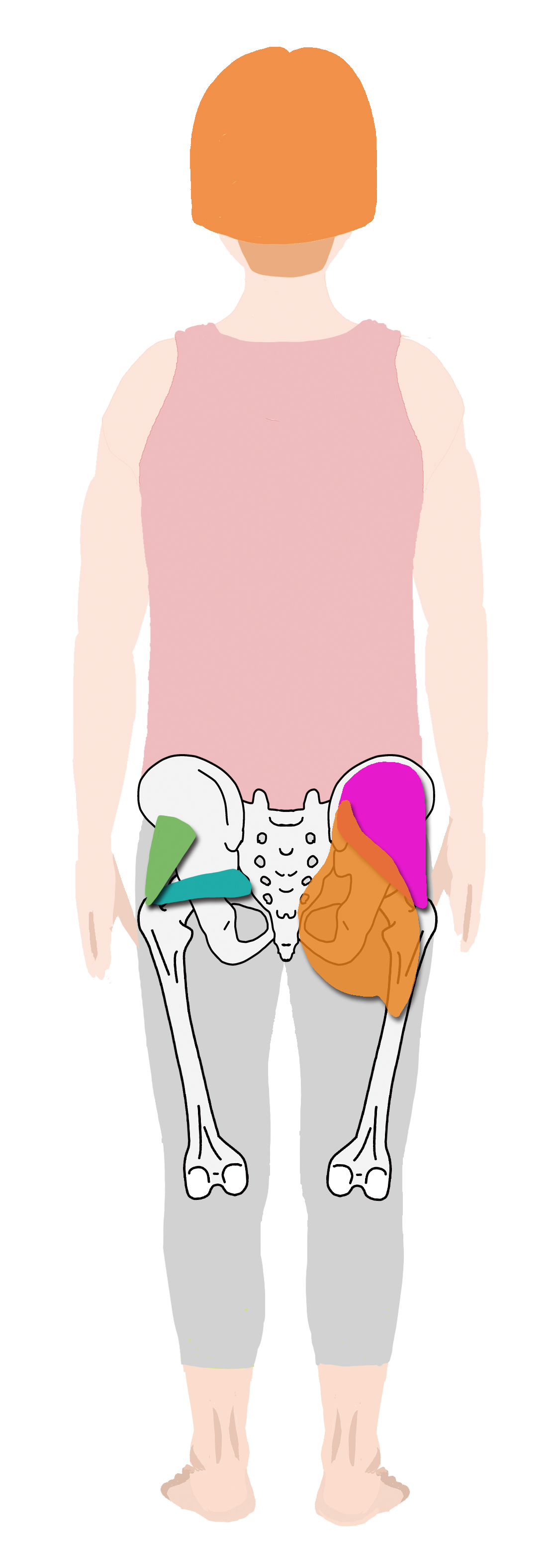 股関節を動かす筋肉 背中側 大殿筋 中殿筋 小殿筋 梨状筋 Anatomy Yogaリアル解剖学教室