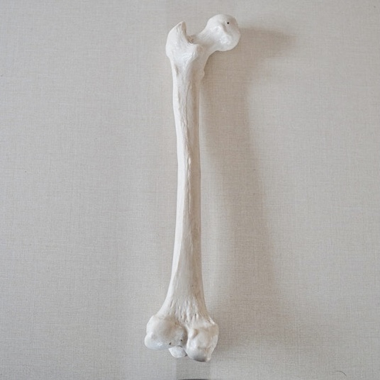 Anatomy Yogaリアル解剖学教室 大腿骨 だいたいこつ をみてみよう