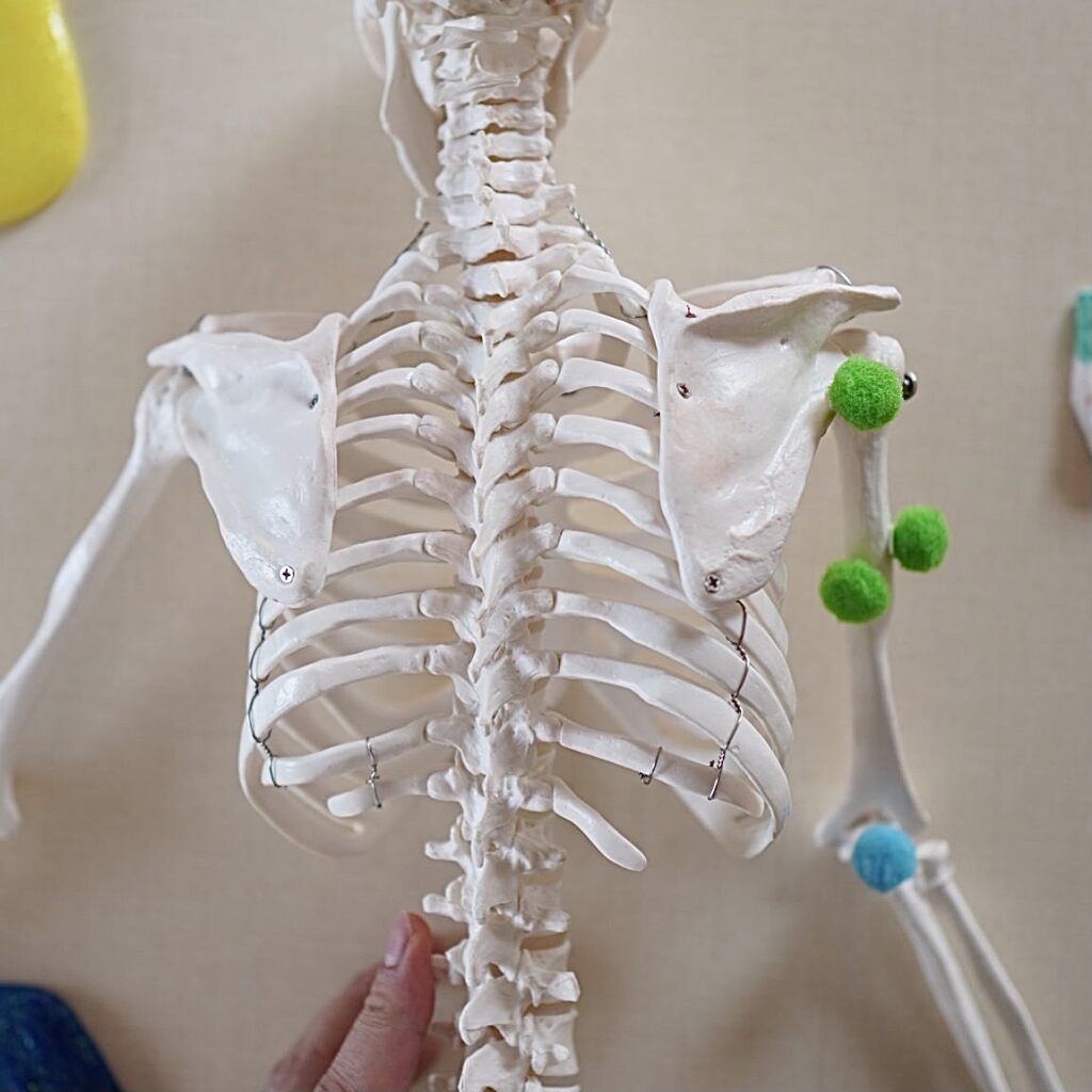上腕三頭筋 じょうわんさんとうきん のストレッチ Anatomy Yogaリアル解剖学教室