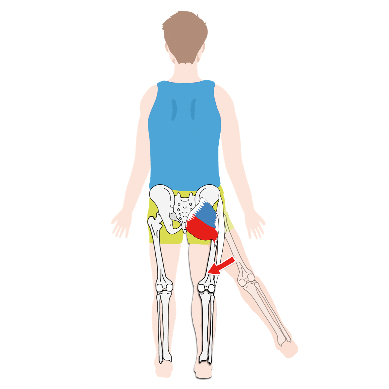 ANATOMY-YOGAリアル解剖学教室 | » 【股関節を動かす筋肉 背中側】大殿筋、中殿筋、小殿筋、梨状筋