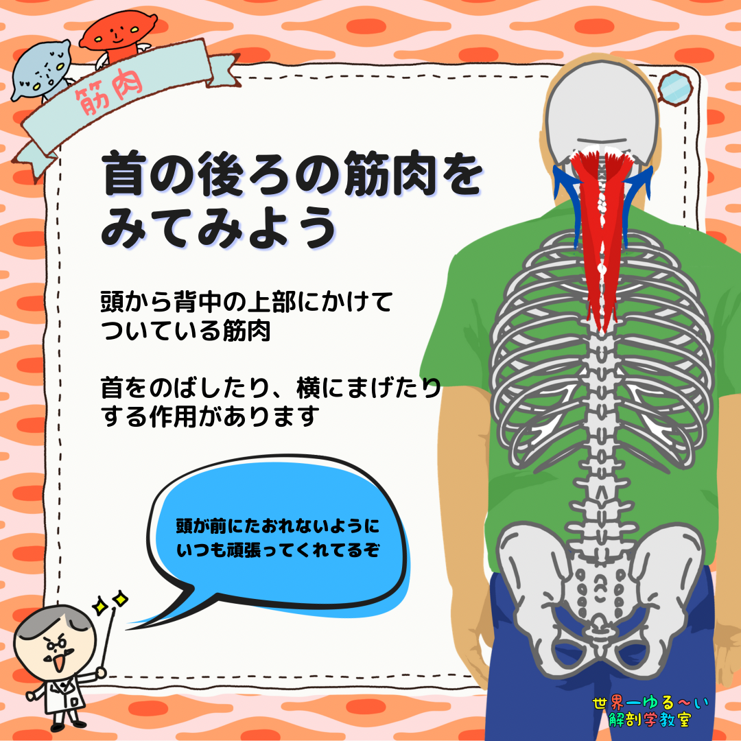 Anatomy Yogaリアル解剖学教室 首の後ろの筋肉をみてみよう